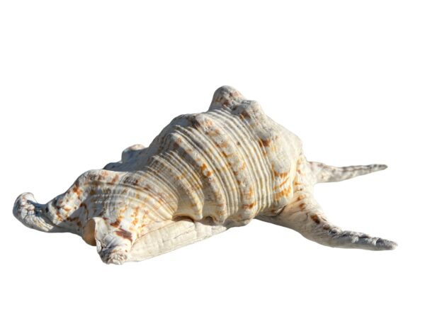 coquillage lambis